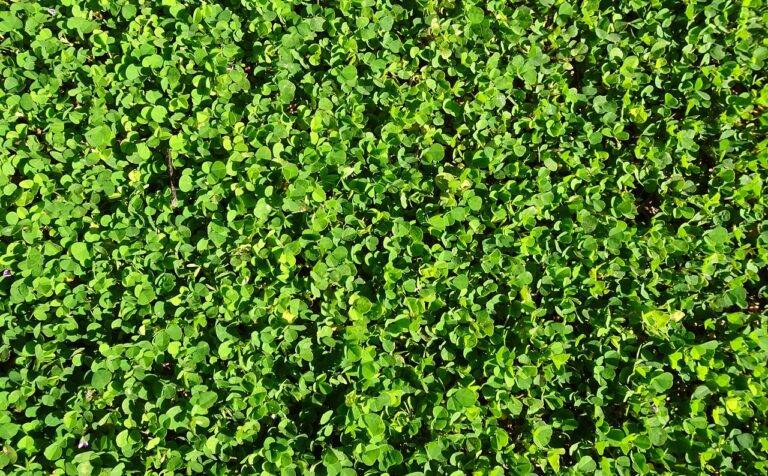 The Role of Education Access Programs in Shaping Election Campaigns